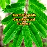 Jurema Sagrada (Terapias Xamanicas)