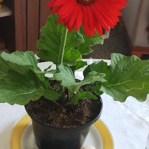 Terapeuta Dr X